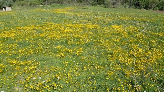 ДОБРОЕ УТРО В ПРОВАНСЕ. ПОЛЕ ОДУВАНЧИКОВ И КУРОЧКИ.