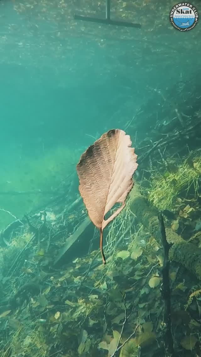 Осенний листопад на Голубом озере Кабардино-Балкария #дайвинг #Кабардино-Балкария смотреть онлайн