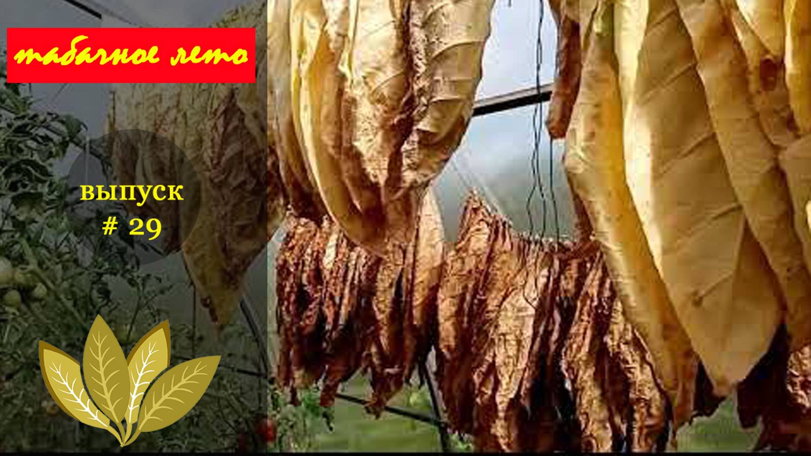 Выпуск #29 Август. Работаем на плантации. Сезон 2024 года. #табак смотреть онлайн