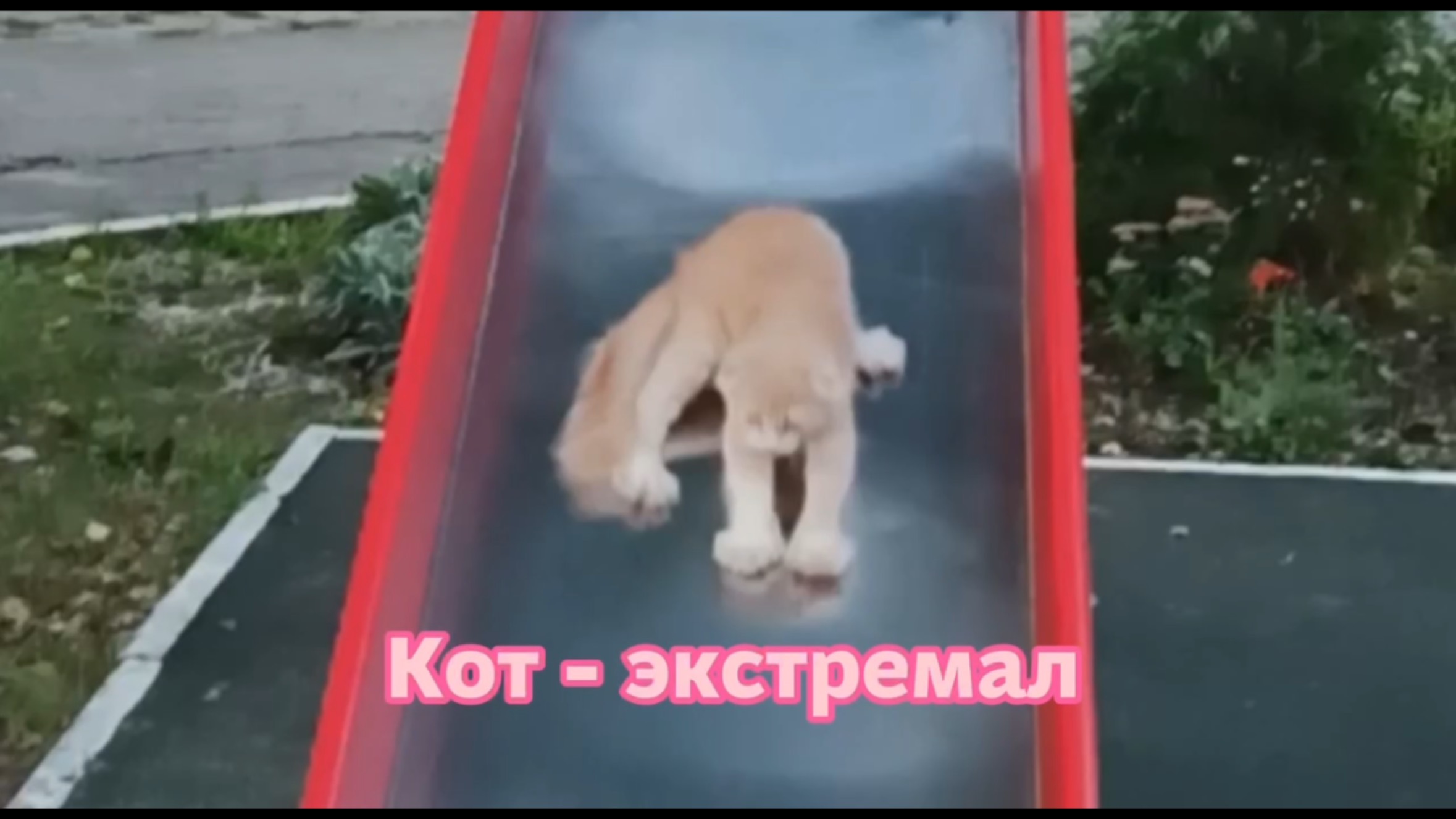 Кот - экстремал смотреть онлайн