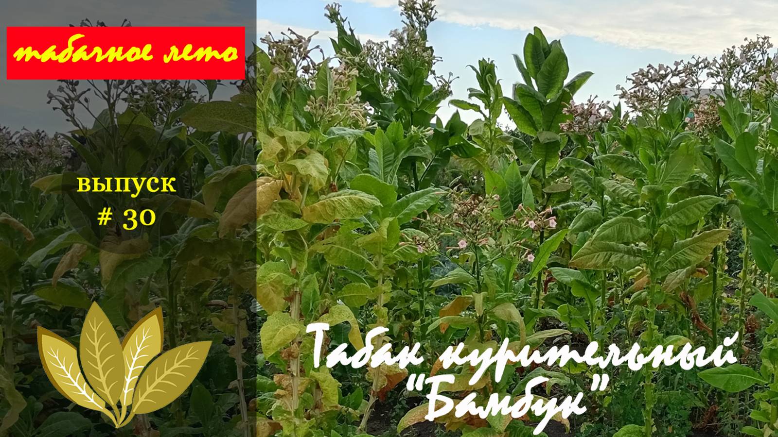 Выпуск #30 Табак "Бамбук". Сезон 2024 года. #табак смотреть онлайн