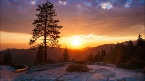 Иваси - Сосна