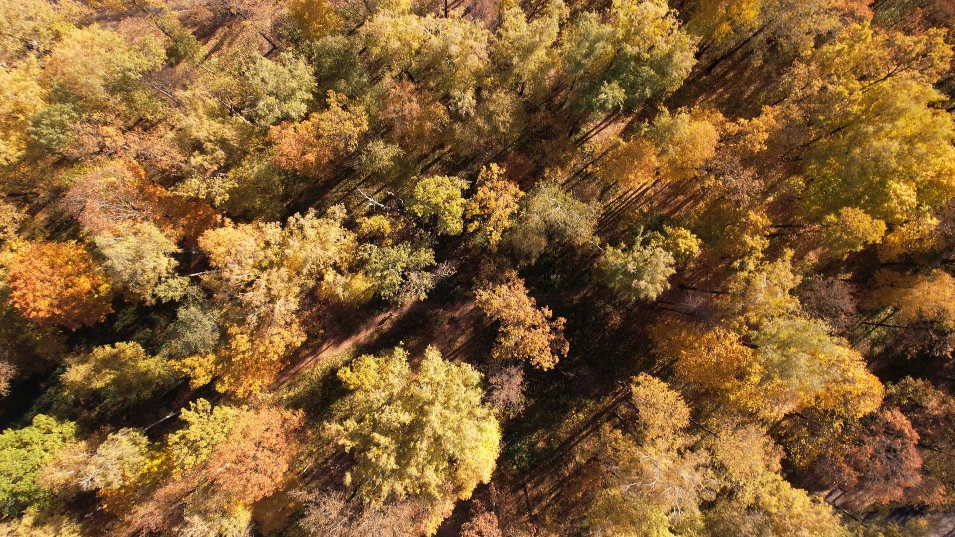 Осенний лес с квадрокоптера 4К