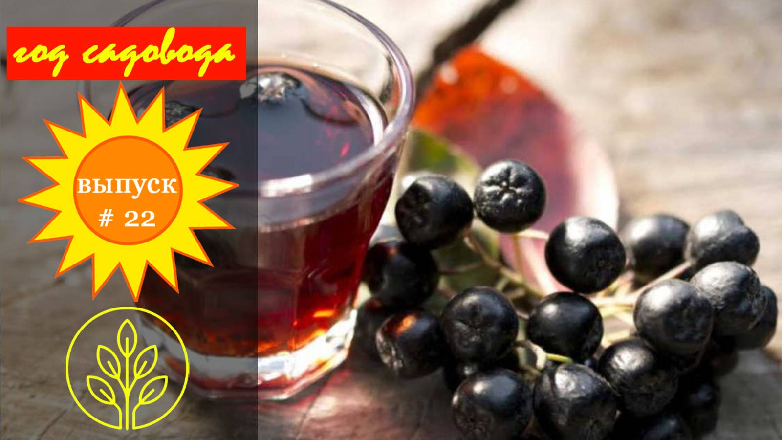 Год садовода #22 Настойка из черноплодной рябины смотреть онлайн