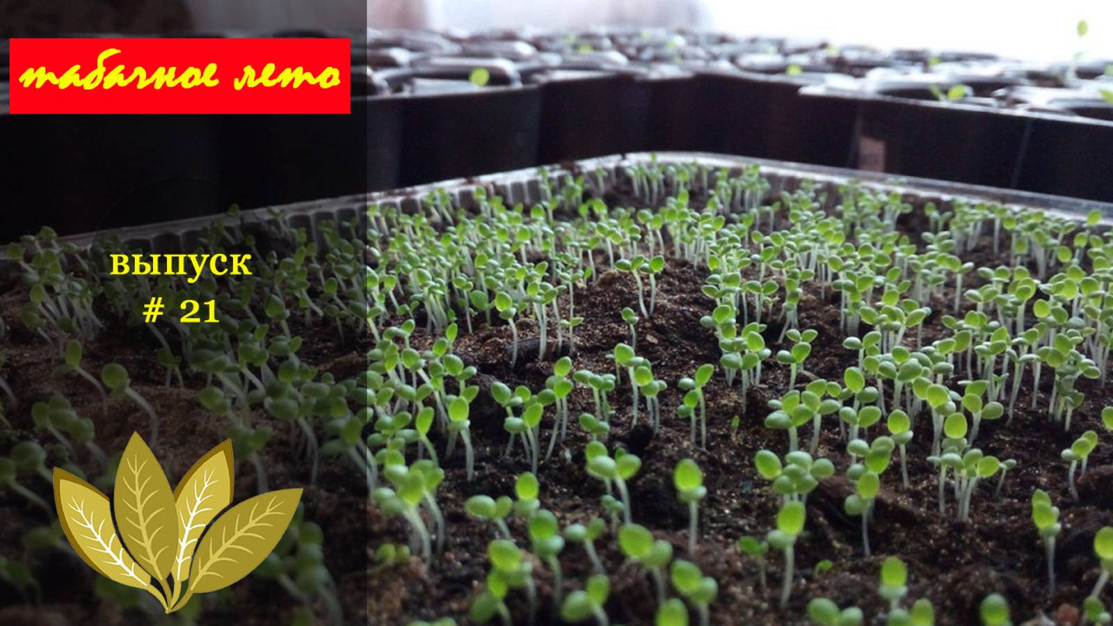 Выпуск #21 Первый посев семян нового табачного сезона 2024 года. #табак смотреть онлайн