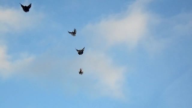 голуби Донбасса г. Родинское 06.11.20. смотреть онлайн