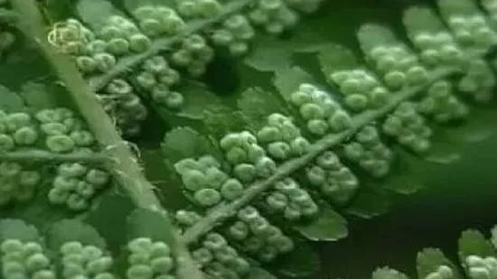 Отдел папоротниковидные. Размножение папоротниковидных смотреть онлайн