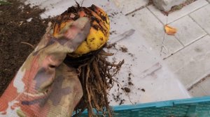 Лилии, деление и посадка луковиц