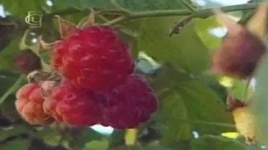 Семейство розоцветных. Признаки семейства