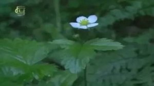 Семейство розоцветных. Многообразие растений семейства розоцветных