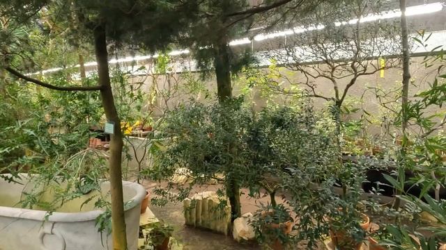 Ботанический сад Петра Великого в СПб. Субтропики.