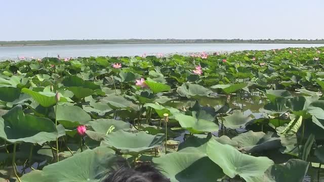 Долина Лотосов. 2018 г. смотреть онлайн