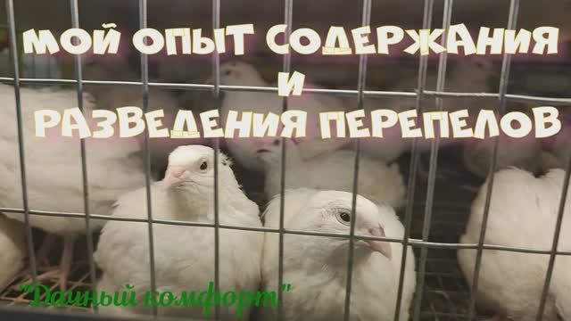 Мой опыт содержания и разведения перепелов смотреть онлайн