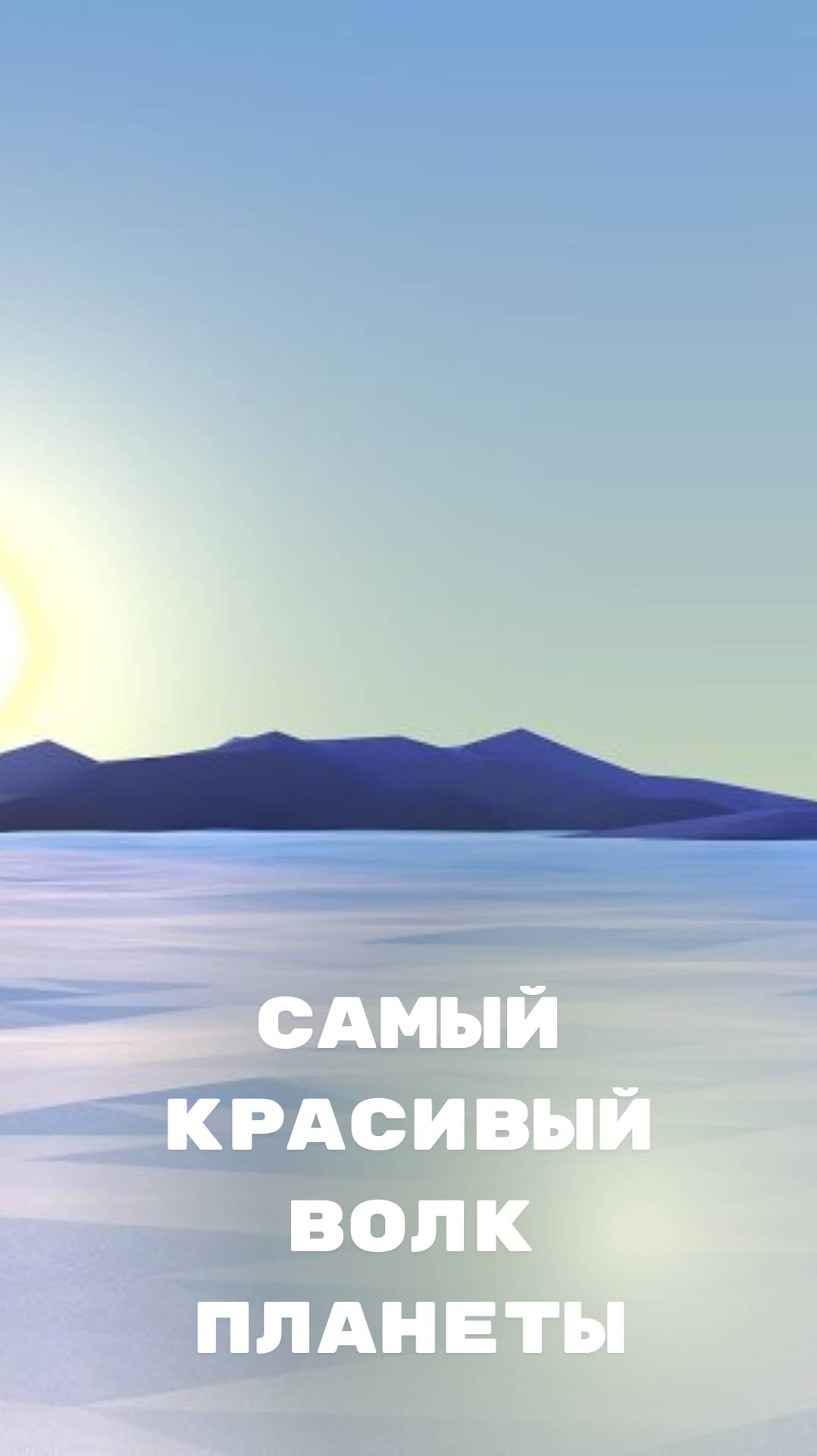 Самый красивый волк на планете