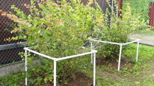 Опора для кустов из пластиковых труб.