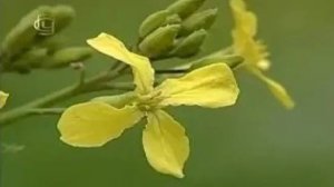 Семейство крестоцветных. Признаки семейства