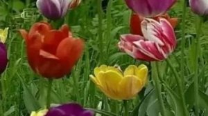 Порядок лилейные. Многообразие растений порядка лилейные