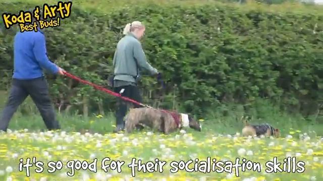 Our Dogs of the Week! Pt. 2 | Can You Give Them a Home? | Dogs Trust смотреть онлайн