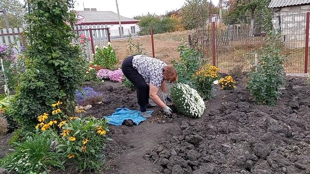 Пересаживаю хризантемы в теплицу. смотреть онлайн