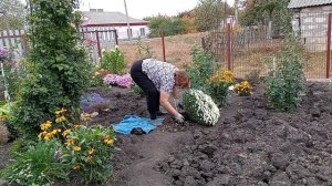 Пересаживаю хризантемы в теплицу.