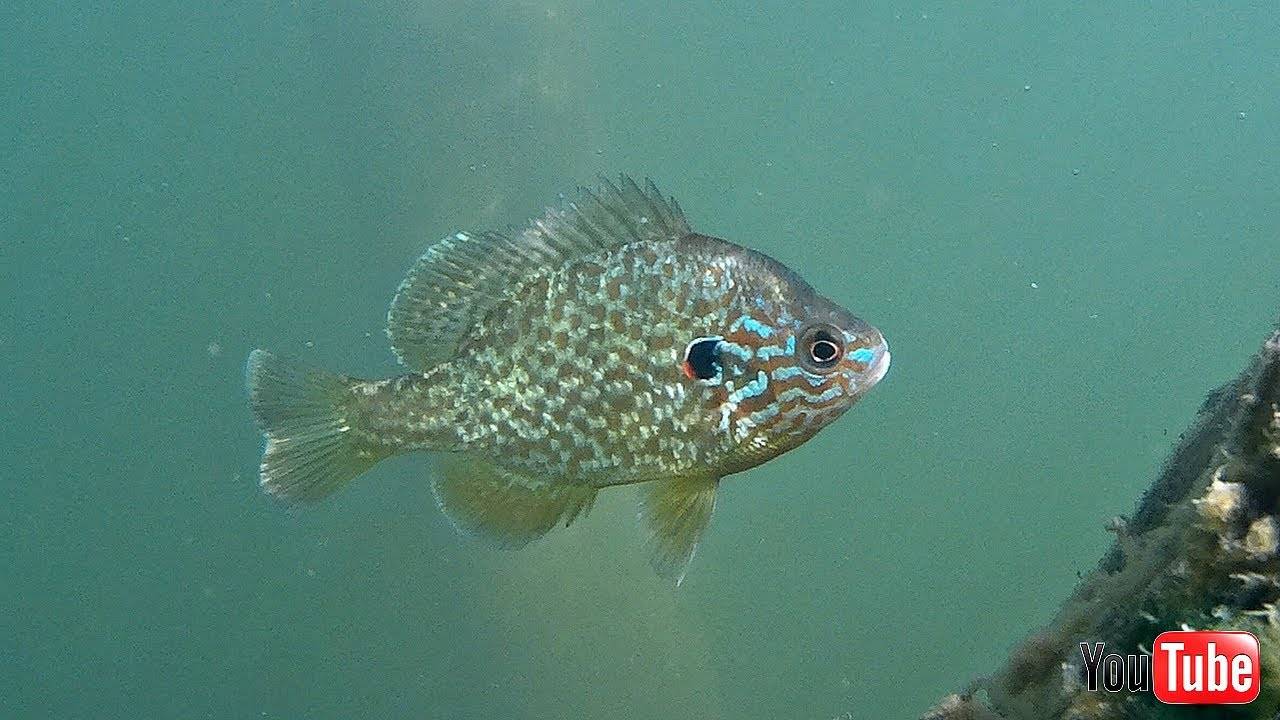 ✅Солнечный окунь.Что это за рыба смотреть онлайн