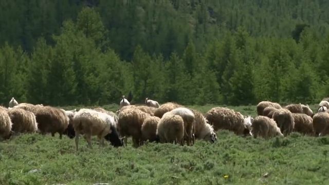 Анзор Мартай оол - Тыва оглер