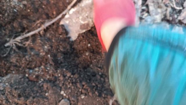 Посадка гортензии в грунт, осенью.Необычный черенок гортензии, почками вниз🤔 смотреть онлайн