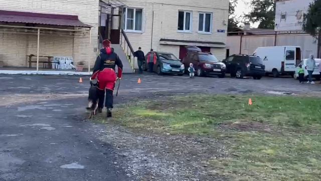 2.  выражено/перв QUEEN DANCING KAYMAN (Cash V.d. Freiheit Westerholt – Queen Dancing Chelsi)