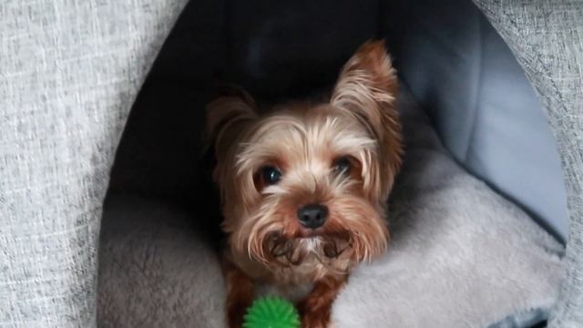 Pet Current Favorites смотреть онлайн