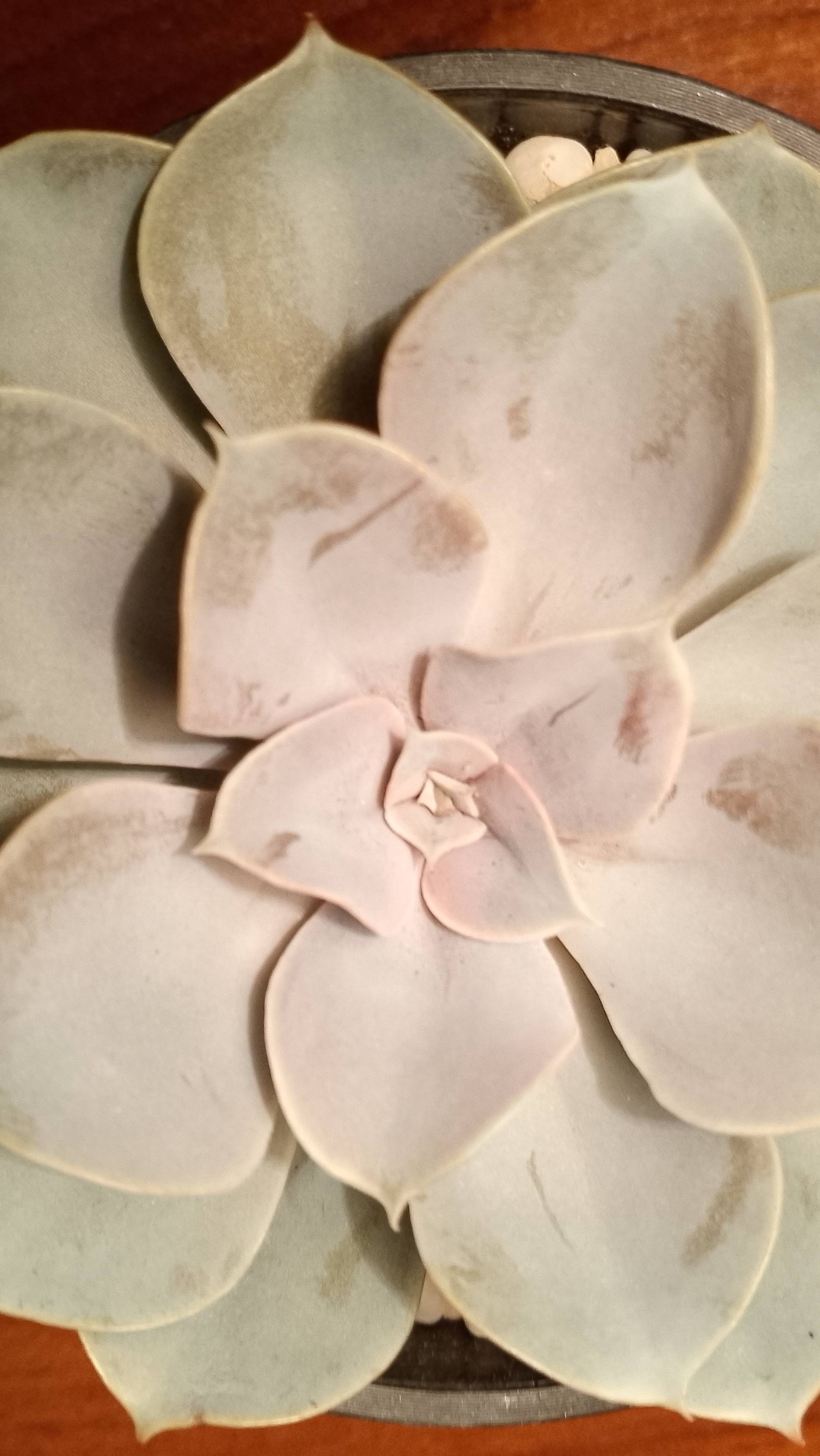 Эхеверия жемчужина Нюрберга: срез розетки смотреть онлайн