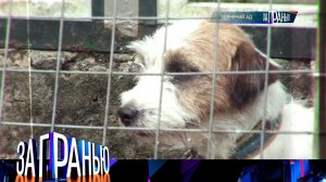 «За гранью»: «Щенячий ад» | Выпуск от 8 октября 2024 года