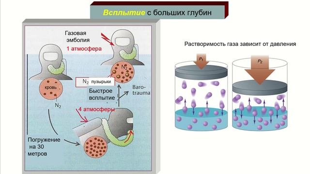 Дополнение 2. Дыхание под водой. Декомпрессия. Кессонная болезнь. смотреть онлайн