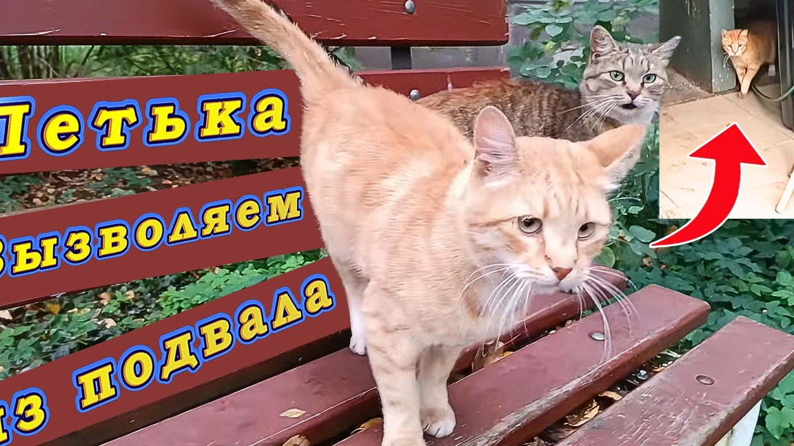 Петька. Вызволяем из подвала. смотреть онлайн