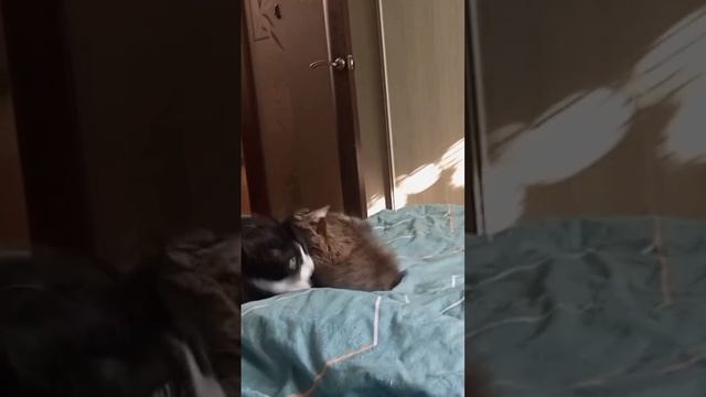 Кошачьи разборки #котики #mortalkombat #милота #животные #питомцы #бой #юмор #москва #хвостатые