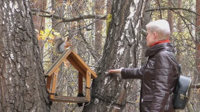 Экопарк "Затюменский" - облагороженный загородный лесной парк. смотреть онлайн