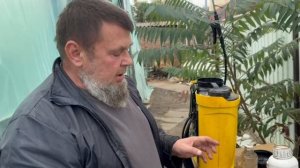 Завершение Осеннего Оборота Томата, Чем обработать для дозревания