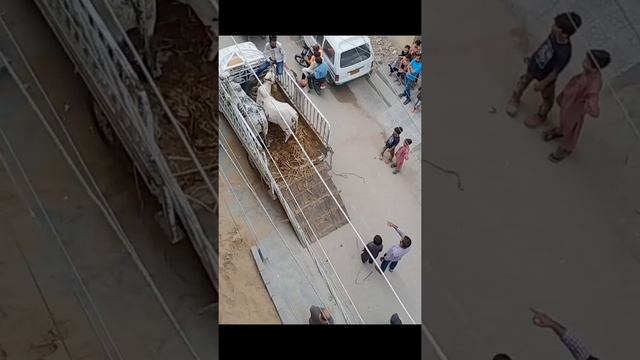 Bakra eid Memories frm Last year in karachi at Baba's house BY @JIAKHAN10-g1s смотреть онлайн