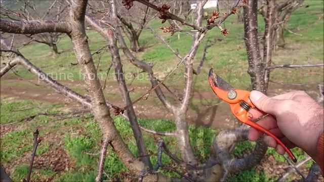 How To Prune Cherry Trees Simple Steps смотреть онлайн