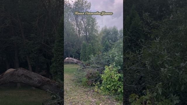 Упавшие деревья смотреть онлайн