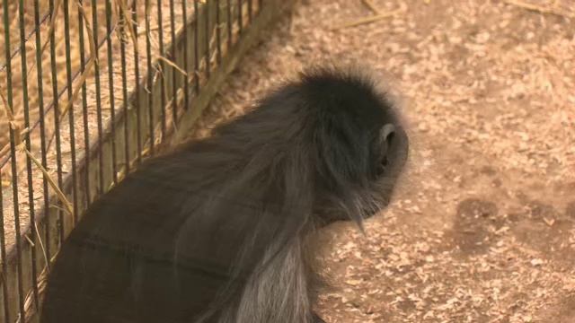 OD2e_L1_BQ3_Opener смотреть онлайн