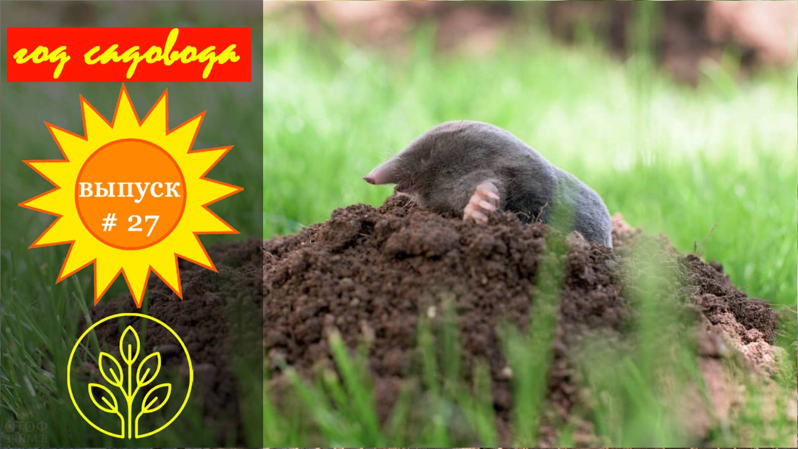 Год садовода #27 Крот на газоне смотреть онлайн