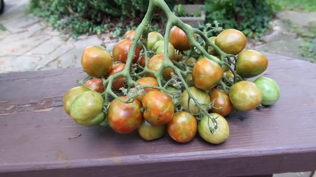 Dark Stripe Micro Dwarf Tomato F7. Multiflora With Full Flavor, Huge Production! смотреть онлайн