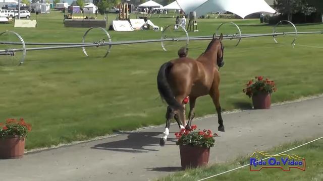 067J1 Emily Pestl Dimmitt on Airlington CIC3* FEI Jog 1 Rebecca Farm July 2017 смотреть онлайн