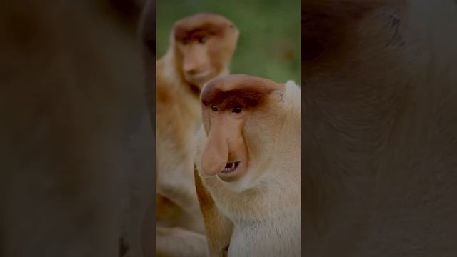 Снова сезон #автозвук #автозвукболезнь #bassbro смотреть онлайн