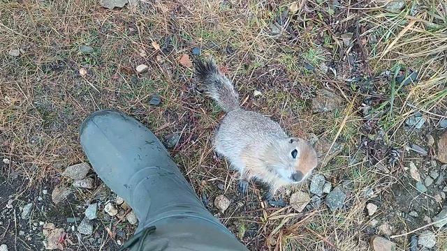 Евражки @ Сенявинский кордон, Чукотка смотреть онлайн