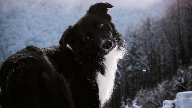 One Last Cold Winter Morning Dogwalk - Ambience - Relaxation Soundscape - 1 Hour смотреть онлайн