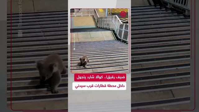 دب كوالا شارد يتجول داخل محطة قطارات كاسولا القريبة من مدينة سيدني الأسترالية
