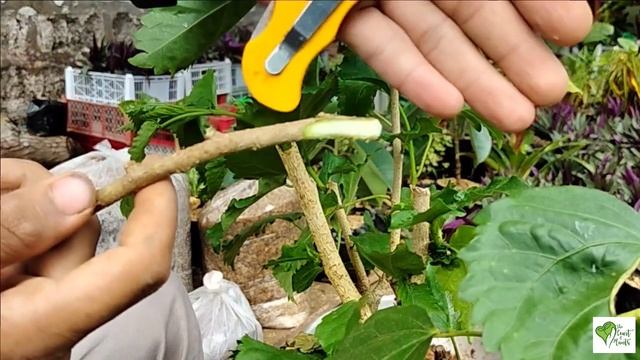 The difference between Marcotting, Budding and Grafting смотреть онлайн