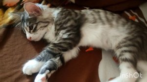 Кот перенёс наркоз  У нас пополнение в семье ☺ Овощное рагу с мясом в духовке