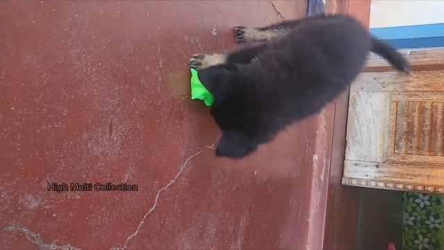 German shepherd 1 month puppy 🐶 playing my house смотреть онлайн